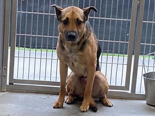 BAKER - German Shepherd Dog available for adoption