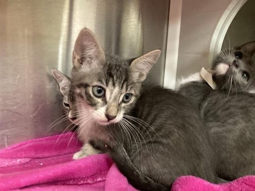 AYLA - Domestic Short Hair available for adoption