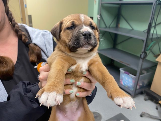 SRIRACHA - Australian Cattle Dog/Blue Heeler / Boxer available for adoption