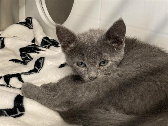 DUSTY - Domestic Short Hair available for adoption