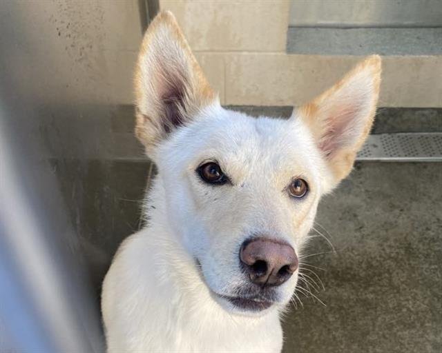 DOLCE - German Shepherd Dog / Siberian Husky available for adoption