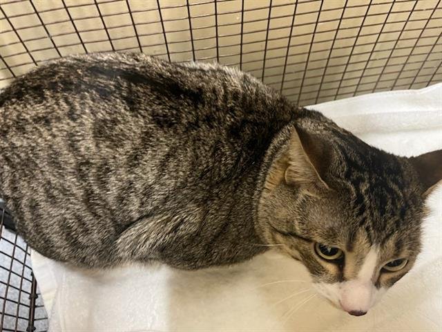 PEPPER - Domestic Short Hair available for adoption