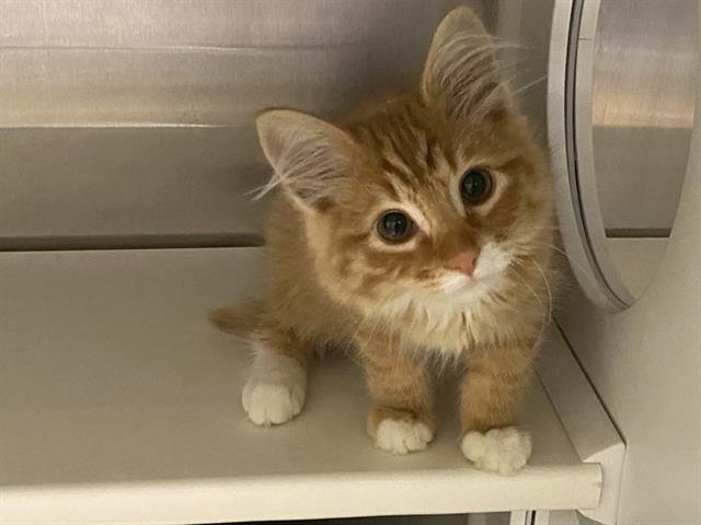 RUDY - Domestic Medium Hair available for adoption