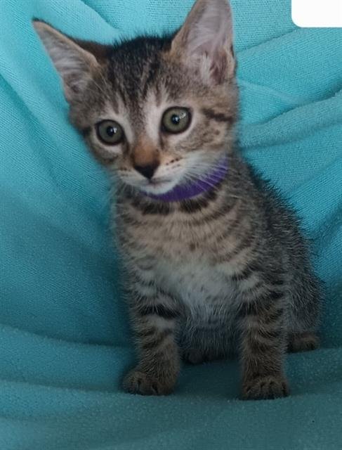 GARNET - Domestic Short Hair available for adoption