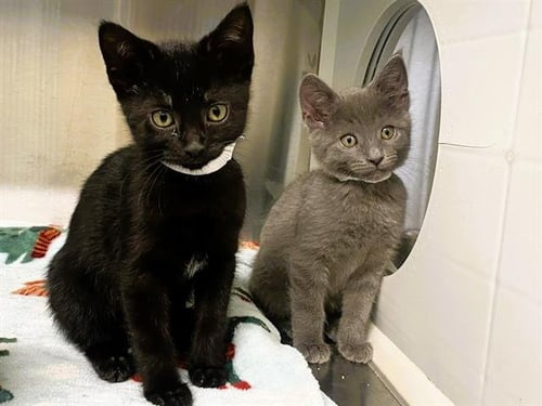 CHANEL - Domestic Short Hair available for adoption