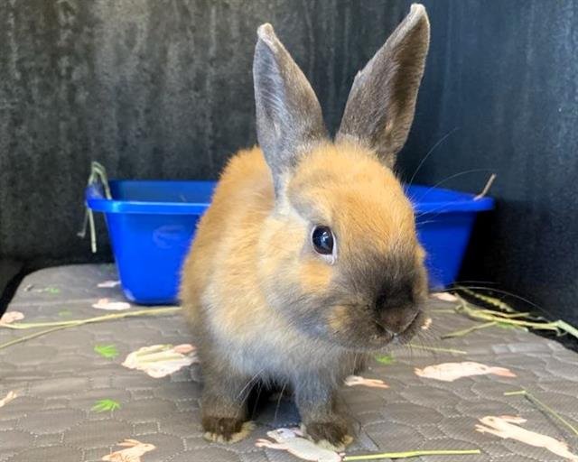 BEBE - Shorthaired Rabbit available for adoption