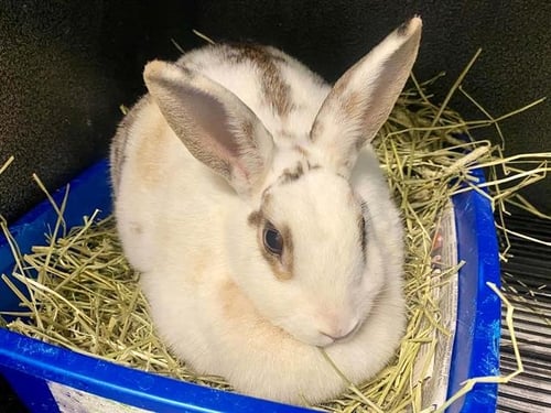 THUMPER - Shorthaired Rabbit available for adoption