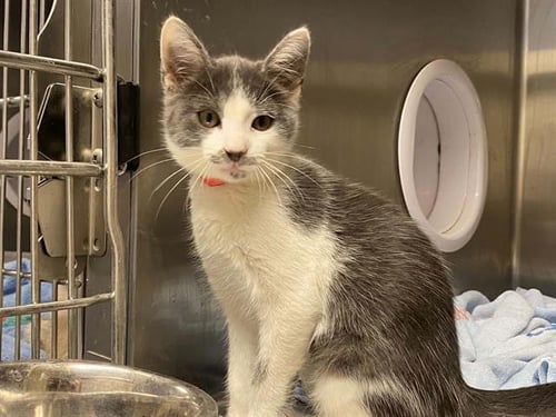 SAVANNAH - Domestic Short Hair available for adoption