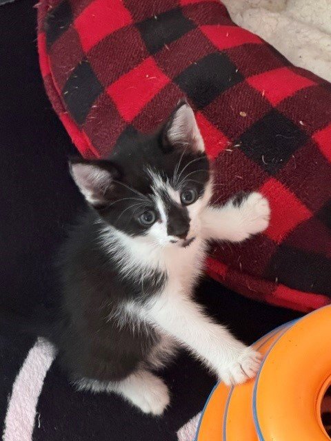 BENSON BOONE - Domestic Short Hair available for adoption