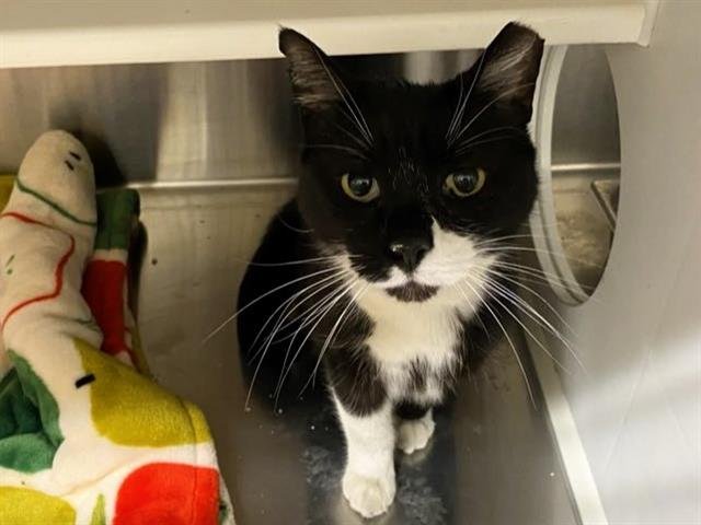 BURPEE - Domestic Short Hair available for adoption