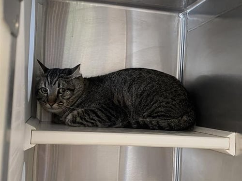 ZORRO - Domestic Short Hair available for adoption