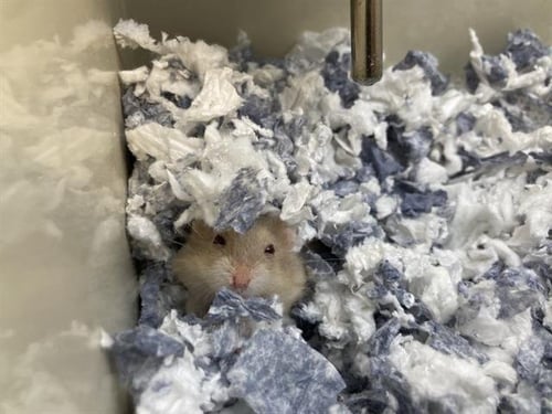 MARILL - Hamster available for adoption