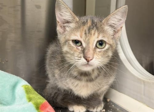 KATHERINE - Domestic Short Hair available for adoption
