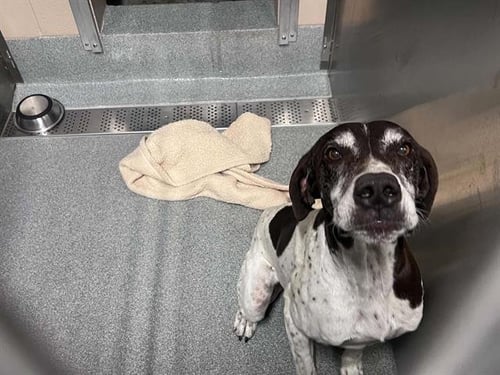OREO - German Shorthaired Pointer available for adoption