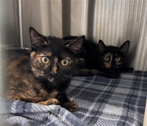 DANIELLA - Domestic Short Hair available for adoption