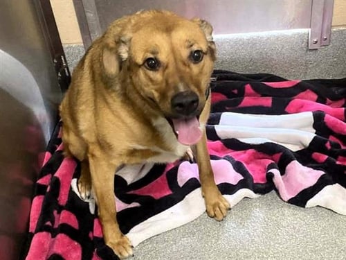 MISSY - German Shepherd Dog for adoption in Garden Grove