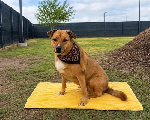 MISSY - German Shepherd Dog available for adoption