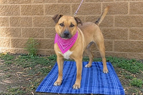 MISSY - German Shepherd Dog available for adoption