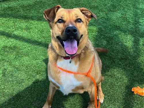 MISSY - German Shepherd Dog for adoption in Garden Grove