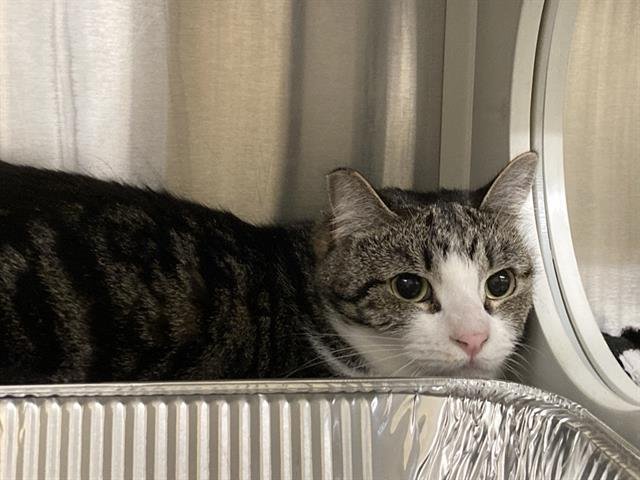 SADIE - Domestic Short Hair available for adoption