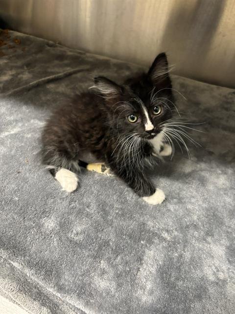 PINK BEAN - Domestic Short Hair available for adoption
