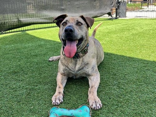 PASEO - Pit Bull Terrier / Labrador Retriever available for adoption
