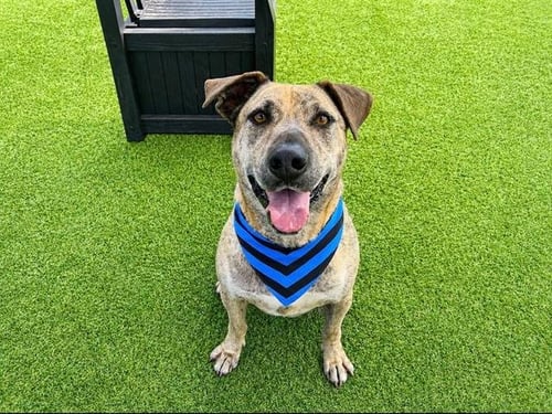 PASEO - Pit Bull Terrier / Labrador Retriever available for adoption