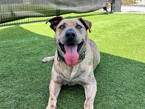 PASEO - Pit Bull Terrier / Labrador Retriever available for adoption
