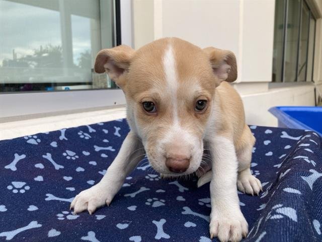 CAIRO - Labrador Retriever / Siberian Husky available for adoption