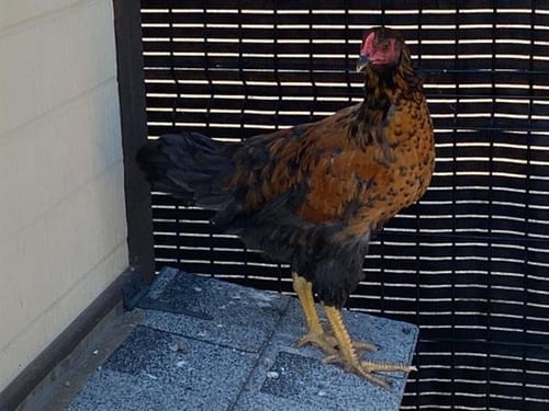 CAYENNE - Chicken available for adoption