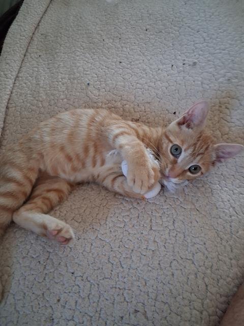 TWIX - Domestic Short Hair available for adoption
