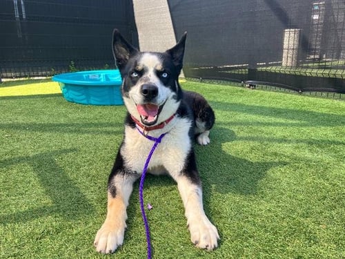 ZERO - Siberian Husky available for adoption