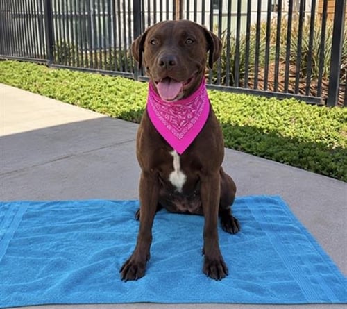 PIDGEY - Labrador Retriever / Pit Bull Terrier available for adoption