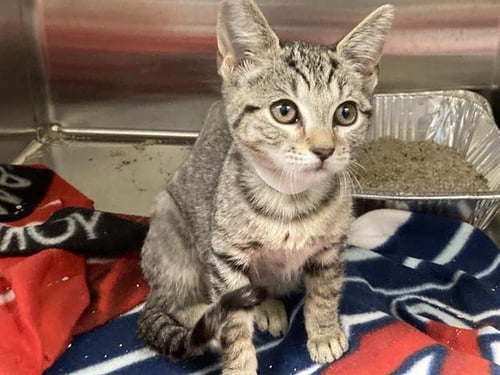 ROSE - Domestic Short Hair available for adoption