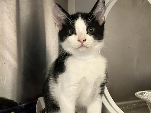 DAZZLE - Domestic Short Hair available for adoption