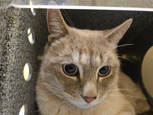 REINHART - Siamese available for adoption