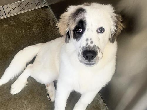 MARVIN - Great Pyrenees available for adoption