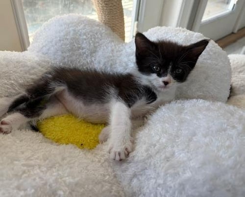 PEARL - Domestic Short Hair available for adoption