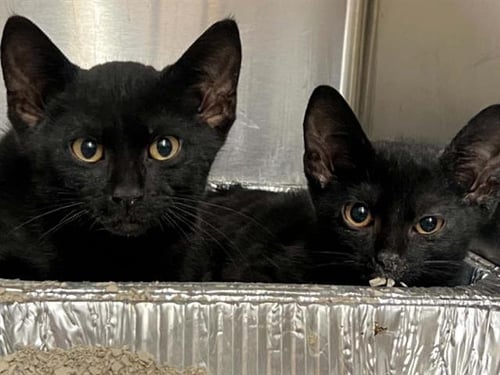 PUMA - Domestic Short Hair available for adoption