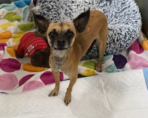 CHA-CHA - Chihuahua available for adoption