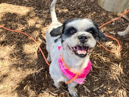 MIRIAM - Shih Tzu available for adoption