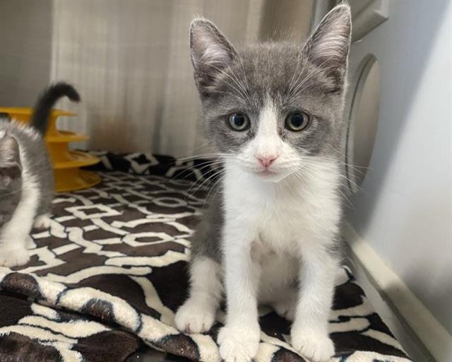 SPENCER - Domestic Short Hair available for adoption