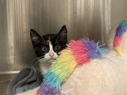DISNEY - Domestic Short Hair available for adoption