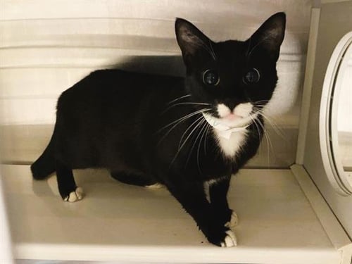 AURORA - Domestic Short Hair available for adoption