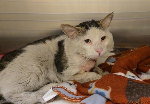 A1954979 - Domestic Medium Hair available for adoption