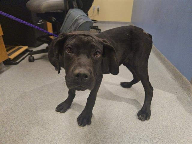 PRESTON - Mastiff available for adoption