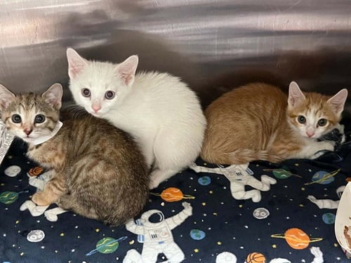 EMBER - Domestic Short Hair available for adoption