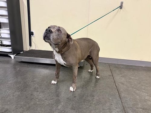 MAGGIE - Pit Bull Terrier available for adoption