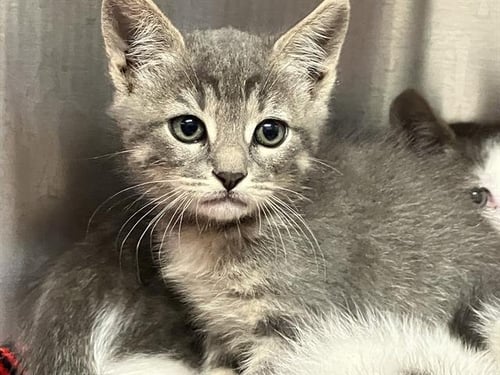 BILLY - Domestic Short Hair available for adoption