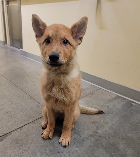 ANDOR - German Shepherd Dog available for adoption